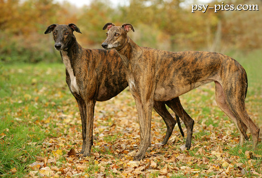 Psy Greyhoundy
