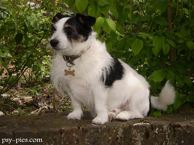 Jack Russell Terrier