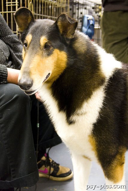 Collie smooth z profilu