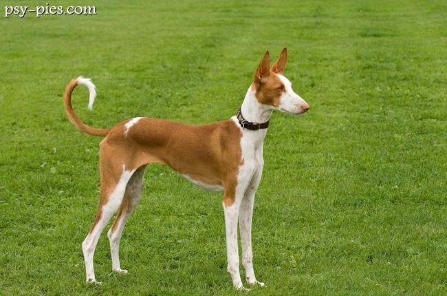 Podenco z Ibizy