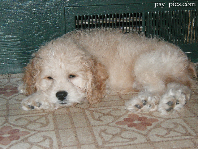 Designerskie rasy psów