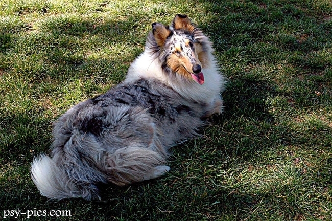Owczarek szkocki blue merle