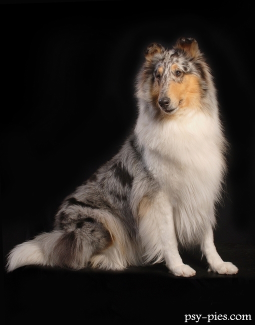 Blue merle Collie