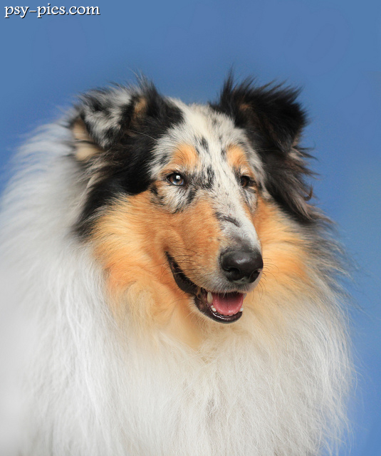 Owczarek blue merle