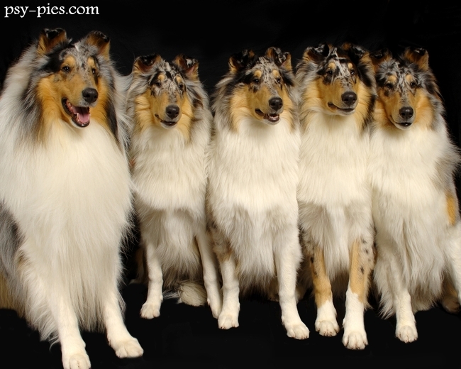 Owczarki szkockie blue merle