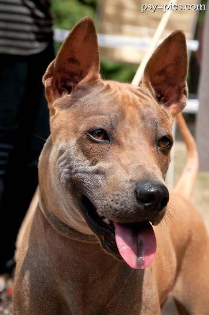 Thai ridgeback o rudym umaszczeniu z widocznym grzebieniem na grzbiecie