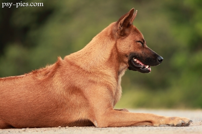 Grzebień sierści na grzbiecie thai ridgebacka