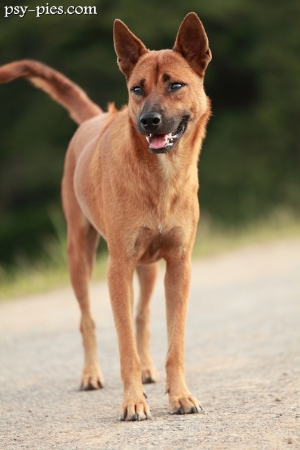 Thai ridgeback stojący bokiem, widoczna muskularna sylwetka