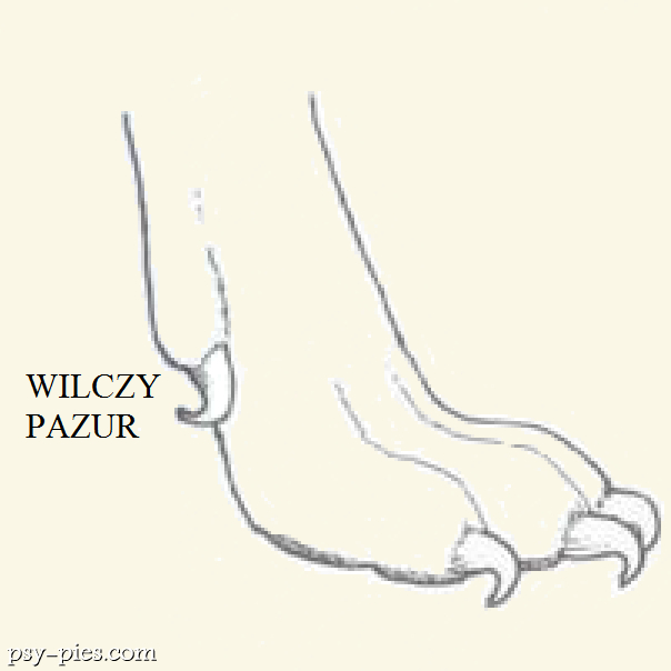 Wilczy pazur