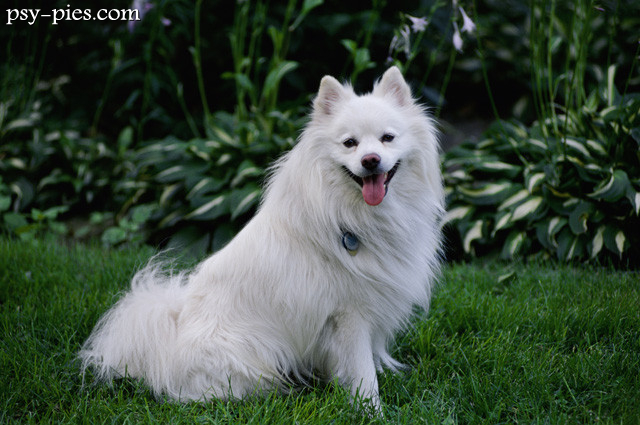American eskimo dog
