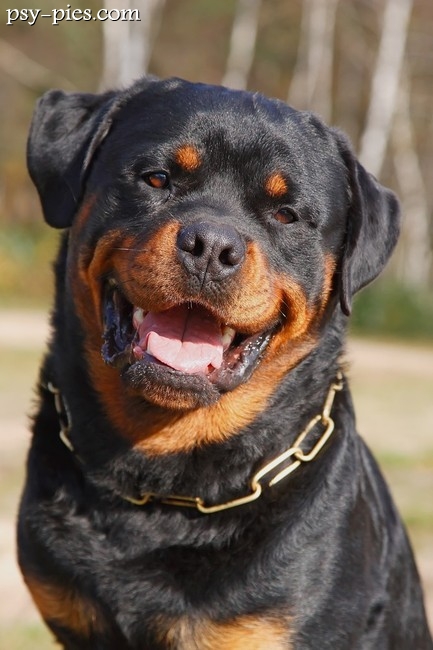 Rottweiler