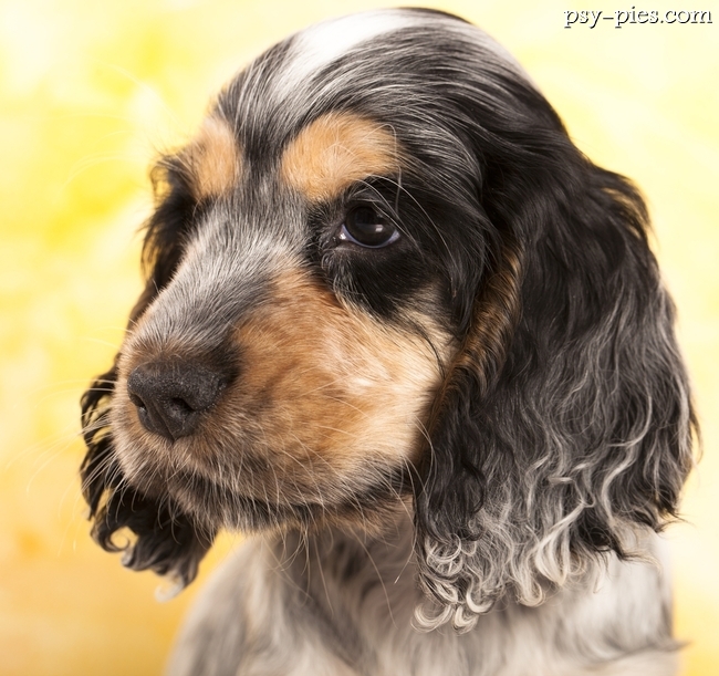 Cocker spaniel