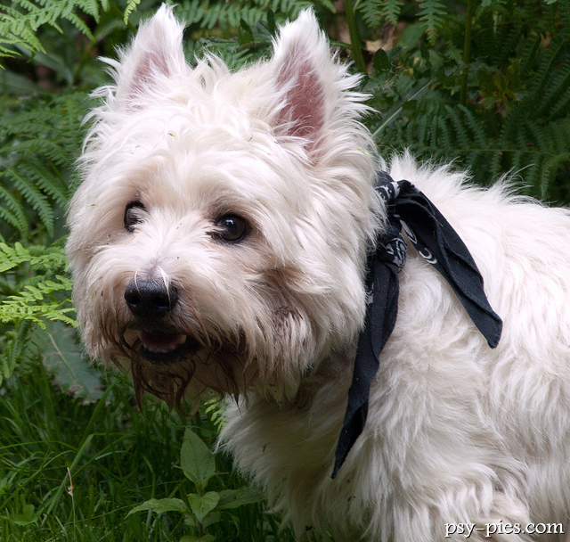West highland white terrier