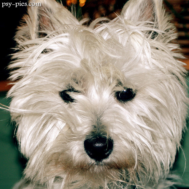 West highland white terrier