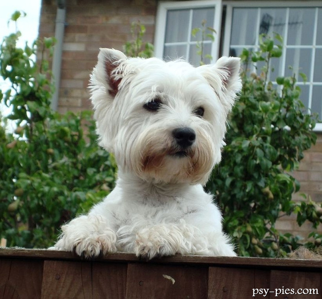 West highland white terrier