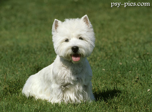 West highland white terrier