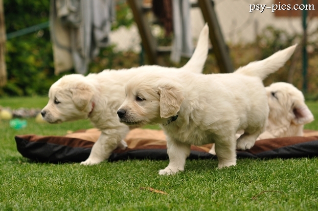 Golden retrievery
