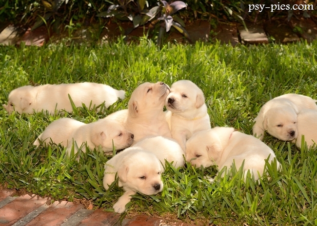 Golden retrievery