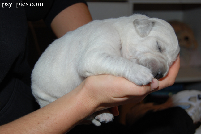 Malutki Golden retriever