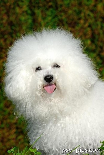 Piesek bichon frise na spacerze