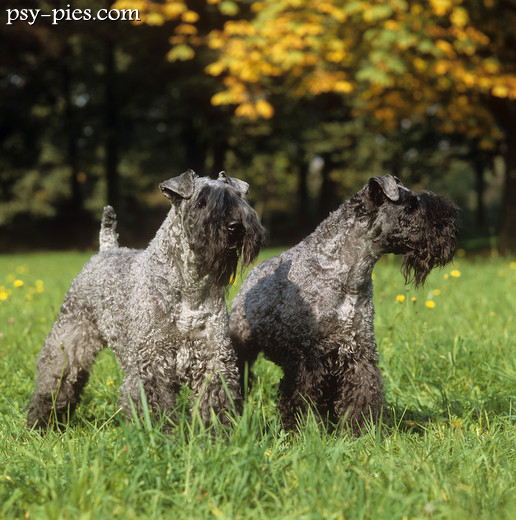 Psy kerry blue terrier
