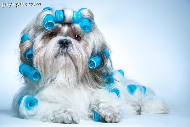 Loki u psa: shih tzu z sierścią zakręconą na wałkach