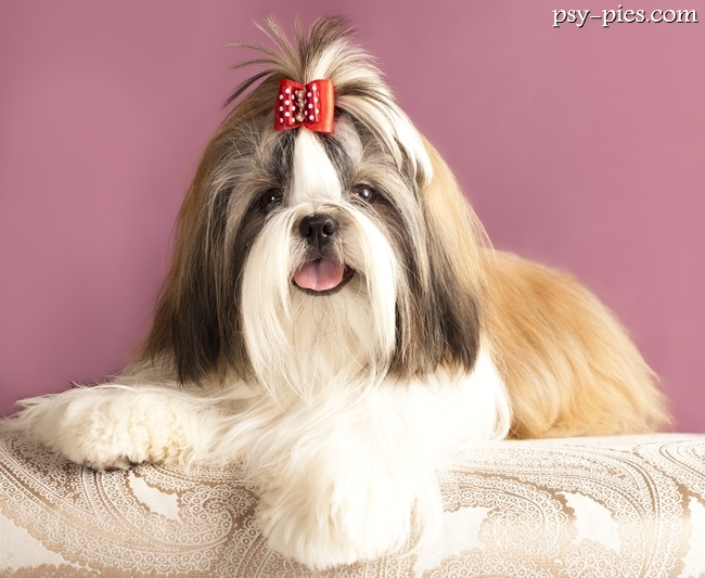 Shih Tzu