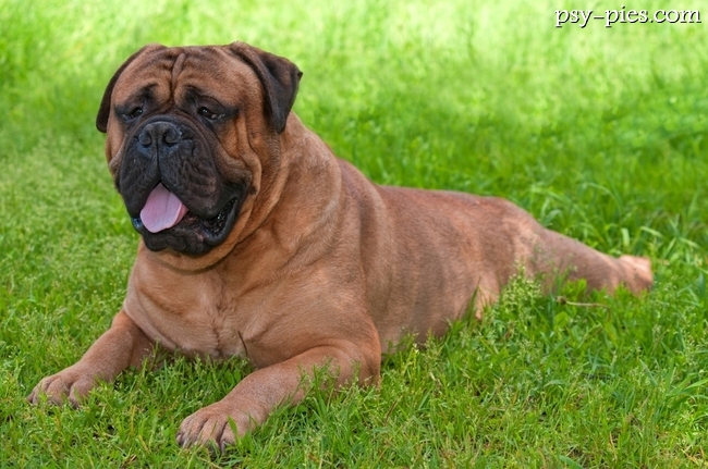 Bullmastiff