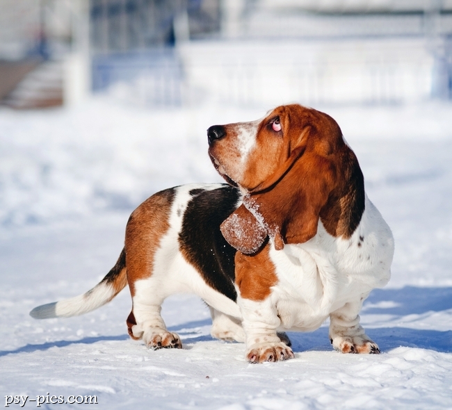 Basset hound