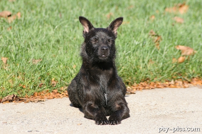 Patterdale Terrier