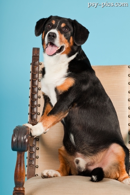 Entlebucher