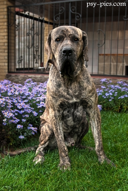 Fila brasileiro