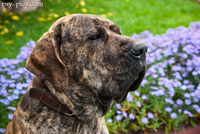 Fila brasileiro