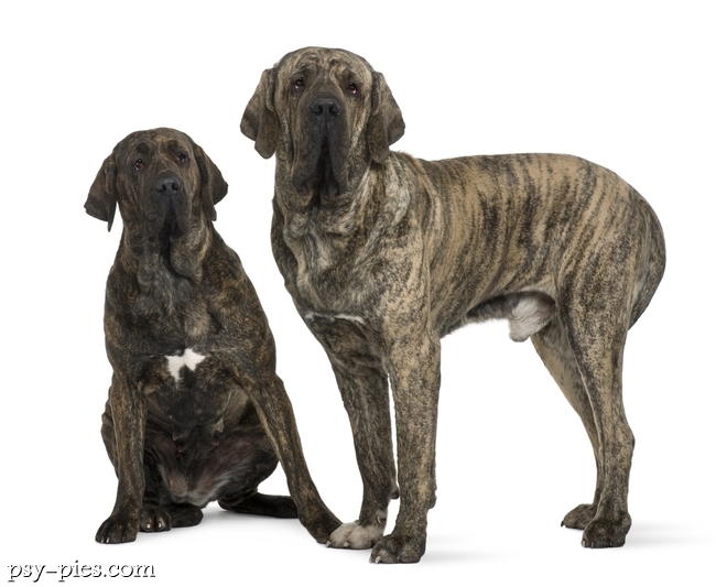 Fila brasileiro