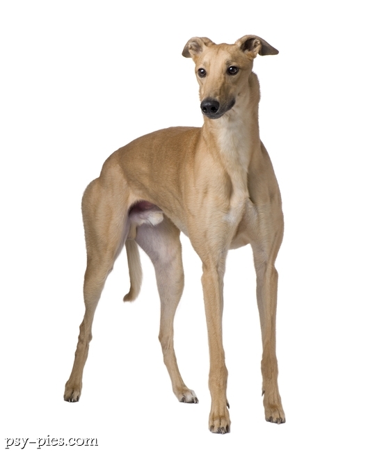 Chart angielski Greyhound