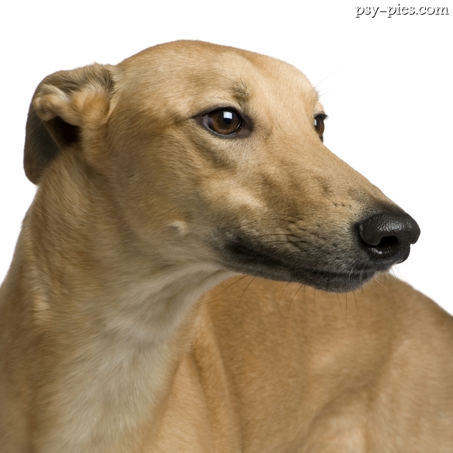 Chart angielski Greyhound