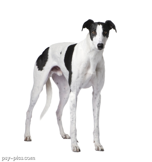 Chart angielski Greyhound