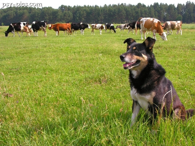 Pies pasterski czuwa nad stadem na łące