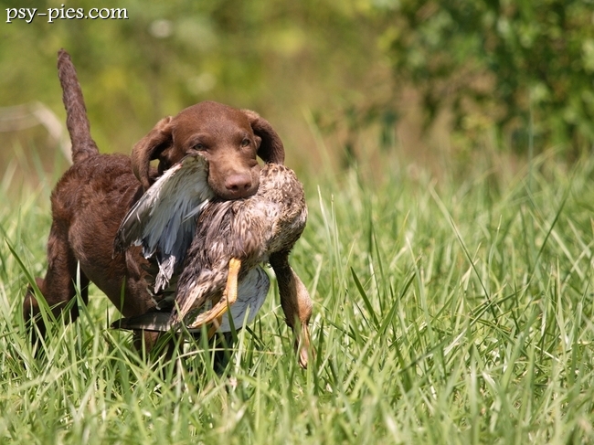 Chesapeake Bay Retriever