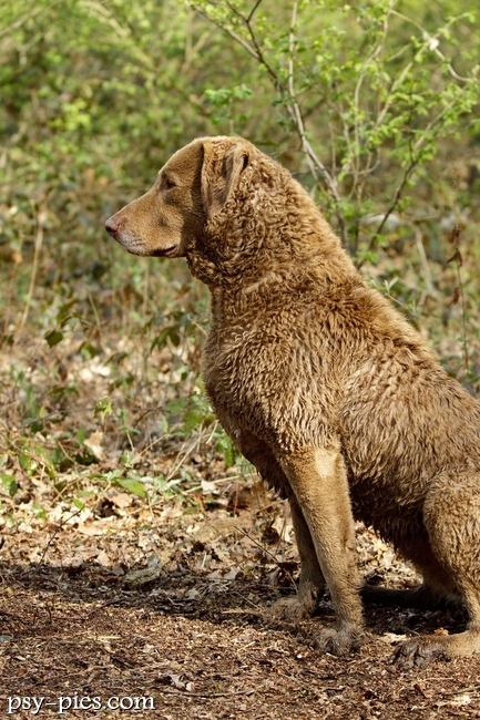 Chesapeake Bay Retriever