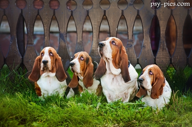 Basset hound, mały pies gończy o długich uszach