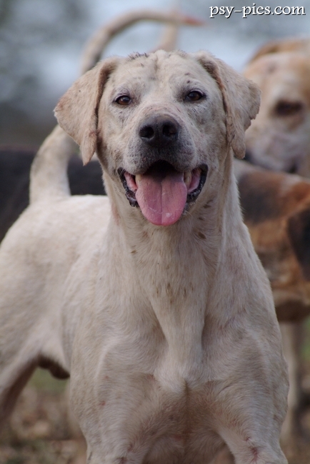 Foxhound angielski, duży pies gończy pracujący w sforze