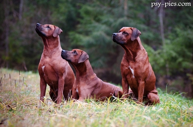 Rhodesian ridgeback z charakterystycznym grzbietem