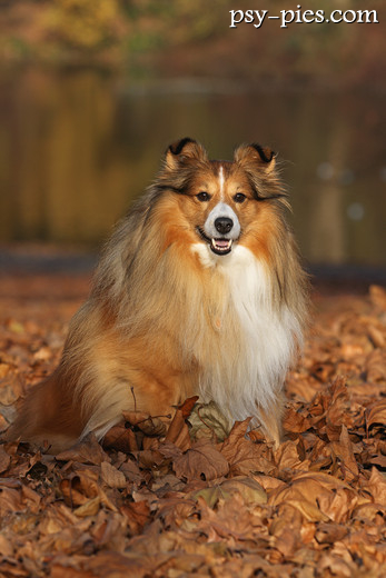 Owczarek szetlandzki sheltie o długiej sierści
