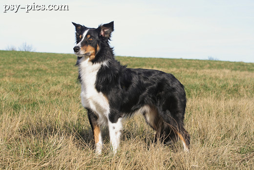 Border collie przy pracy, pies pasterski zaganiający