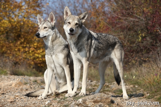 Młody saarlooswolfhond podczas socjalizacji