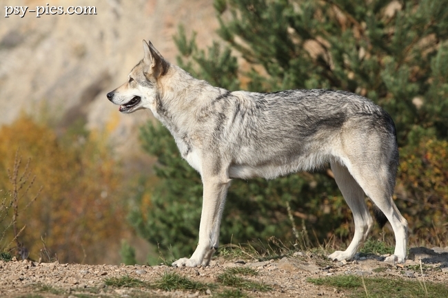 Saarlooswolfhond na spacerze w lesie