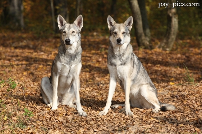 Psy rasy saarlooswolfhond odpoczywające