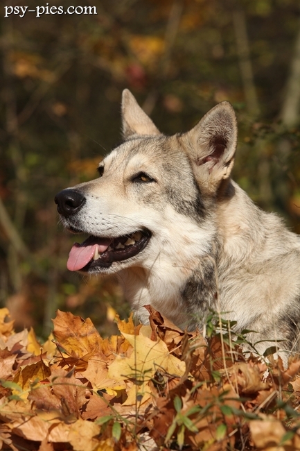 Saarlooswolfhond w pozycji stojącej