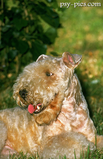 Lakeland terrier
